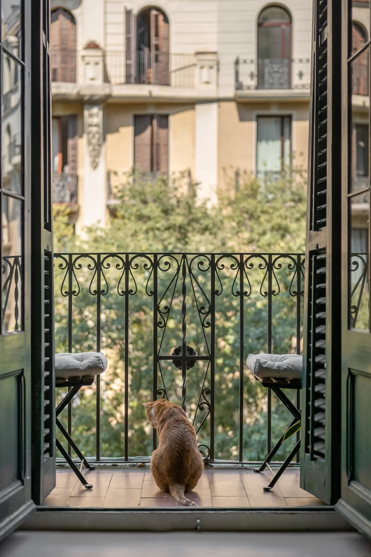 gato en balcón de apartamento urbano